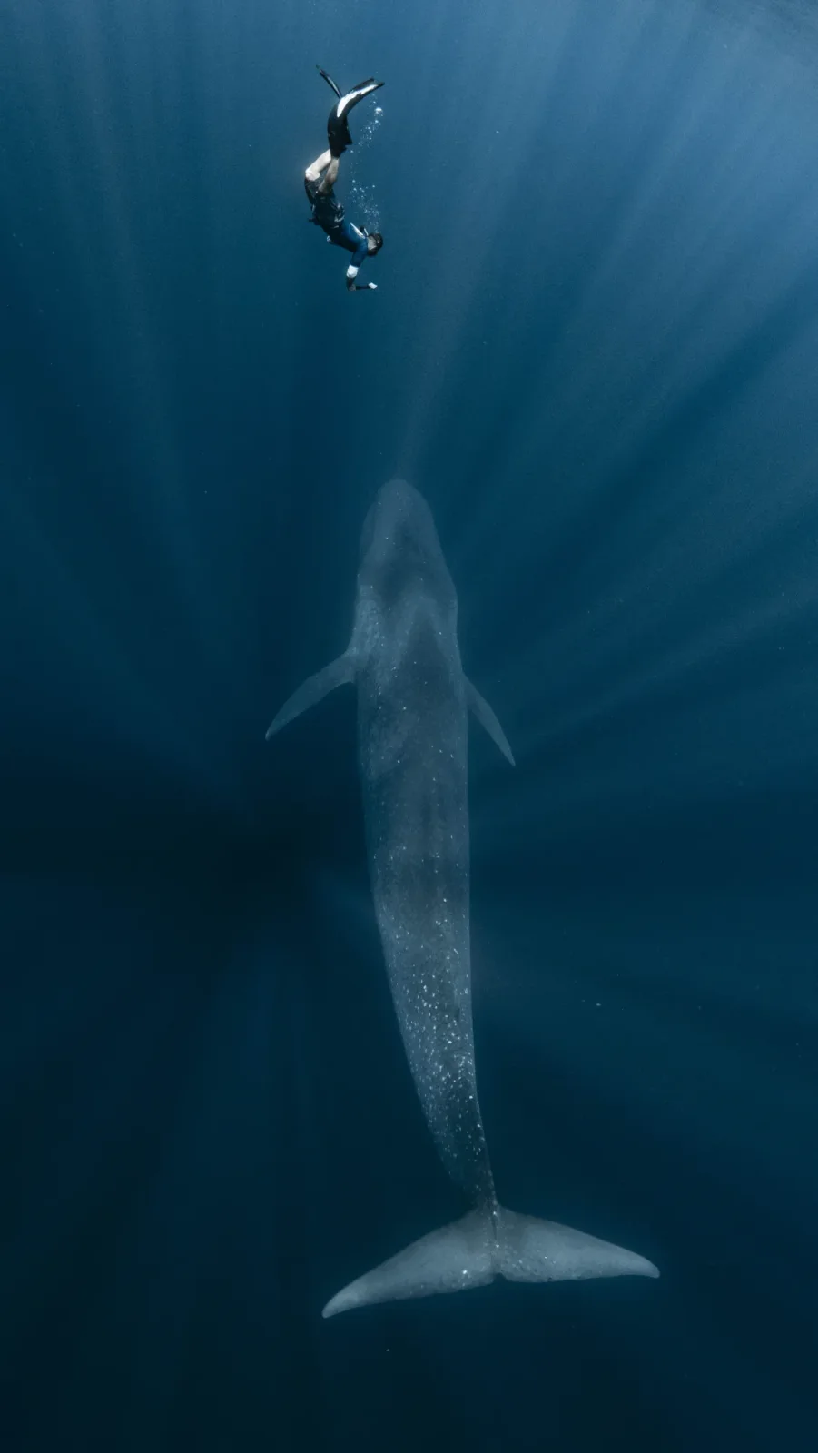 Whales aren't too big. They're just the right size for the ocean they live in. | Freediving alongside a blue whale in the deep water off Timor-Leste, on self-acceptance and taking up space, Love Unlocked. Whales aren't too big. They're just the right size for the ocean they live in. | Freediving alongside a blue whale in the deep water off Timor-Leste, on self-acceptance and taking up space, Love Unlocked.